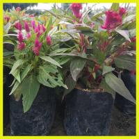 ราคา ต้นหงอนไก่ฝรั่ง พร้อมปลูก (6260838351)