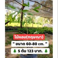 ราคา ไม้หอม กฤษณา 5 ต้น 123 บาท (5843807588)