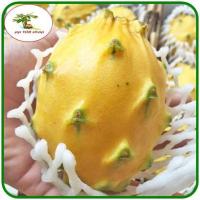 ราคา เมล็ดแก้วมังกรเหลือง เวียดนาม (ลูกผสม) Yellow Dragon fruit from Vietnam (6377533023)