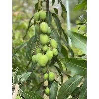 ราคา ขาย ต้นมะม่วงเบาใต้ สูงประมาณ 60-70 ซม ต้นแข็งแรง สมบรูณ์ ราคาถูก (27006564915)