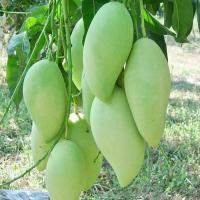 ราคา 1 ต้นมะม่วง พันธุ์ น้ำดอกไม้เบอร์4 ทาบกิ่ง ส่งพร้อมถุง 8 นิ้ว ลำต้นสูง 70-80 ซม (3176239355)