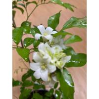 ราคา ต้นแก้วโบราณ แก้วไทย ดอกแก้ว กระถาง6” (40401248513)