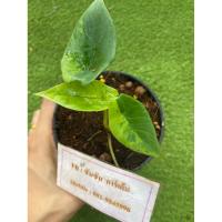 ราคา Alocasia scalprum aurea variegated สคัลปรัมด่างต้นที่ส่ง คือ ต้นในรูป (23159758759)