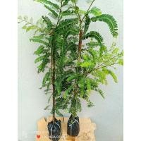 ราคา มะขามป้อมยักษ์ ลูกดก ลูกใหญ่ ปลูกง่าย โตเร็ว ส่งทั้งถุงชำ ขนาดต้น70-90ซม (24165685683)