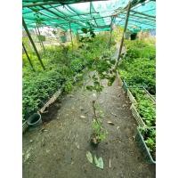 ราคา ต้นมะขามเทศ ขนาดขายสูง20-30เซนติเมตร ต้นมะขามเทศช่วยในการขับถ่าย แก้ท้องผูกช่วยบำรุงผิวพรรณ เล็บ ต้นละ129 บาท (22427181447)