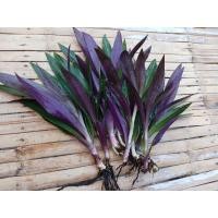 ราคา ว่านกาบหอย ว่านกาบหอยแครงแคระ (ชุด 10 ต้น) (25320315470)