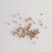 ราคา เมล็ดมะพร้าวทะเลทรายใบกลม ด่าง (4840515937)