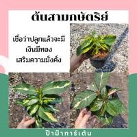 ราคา ต้นสามกษัตริย์ ต้นใบเงิน ต้นใบทอง ต้นใบนาก ไม้แดด (6280194863)