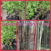 ราคา ต้นพันธุ์ไผ่รวกดำ ลำใหญ่ จัดชุด 2 ต้น 130 บาท เพาะเมล็ด รากแน่น โตไว ต้นแข็งแรง พร้อมปลูก (16377621248)