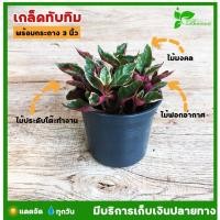 ราคา [ต้นไม้จิ๋ว] ต้นเกล็ดทับทิม กระถางขนาด 3 นิ้ว ไม้มงคล ต้นไม้ประดับ ต้นไม้มินิมอล พร้อมกระถางฟรี วางบนโต๊ะทำงานได้ (3696573132)