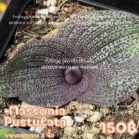 ราคา Massonia Pustulata ไม้แปลกหายาก ดอกสีขาว Succulent Echeveria Haworthia Cactus Lithop ไม้อวบน้ำ แคคตัส ฮาโวเทีย ไลทอป (19170239849)