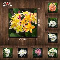 ราคา กรอบลอย ติดผนัง ภาพดอกไม้ ดอกลีลาวดี (ขนาด 25x25 ซม.) (5919258901)