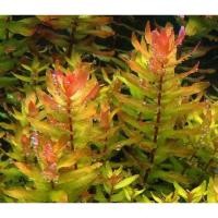 ราคา 20 ท็อปส์ซู พืชน้ํา ธันโฮ ตาย ปลูกง่าย ตกแต่งตู้ปลา ตู้ไม้น้ําสไตล์ดัตช์ (29534751506)