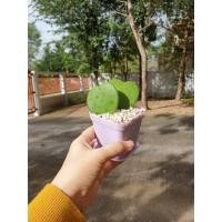 ราคา ต้นโฮย่ารูปหัวใจพร้อมกระถาง (7470391266)