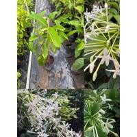 ราคา ต้นพุดบุญรักษา ดอกมีกลิ่นหอมสดชื่น คล้ายดอกบีบ ออกดอกตลอดทั้งปี (24315522887)