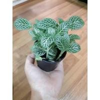 ราคา ต้นพรมออสเตรเลีย (Fittonia) กระถาง 2 นิ้ว (5331503835)