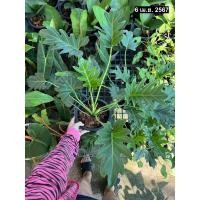 ราคา ฟิโลเดนดรอน ซานาดู Philodendron Xanadu กระถาง8นิ้ว ฟอร์มสวย ไม้ฟอกอากาศ ไม้ประดับ (18693964552)