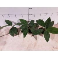 ราคา กล้วยหอมเตี้ยใต้หวัน (13484386198)