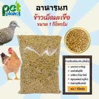 ราคา [1Kg.] อาหารนก ข้าวเม็ดมะเขือ ข้าวเปลือก อาหารไก่ อาหารหนูแฮมเตอร์ อาหารนกเขา อาหารนกพิราบ ข้าวเปลือกไก่ เม็ดสั้น (10982427364)