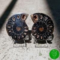 ราคา ฟอสซิลแอมโมไนต์สีดำ(Black Ammonite Fossil)​ (16862468014)