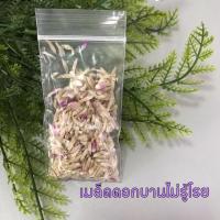 ราคา ดอกบานไม่รู้โรย ดอกบานไม่รู้โรยแห้ง เมล็ดดอกบานไม่รู้โรย บานไม่รู้โรยสีม่วง (8213922999)