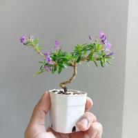 ราคา ต้นหลินซาน-ต้นม่วงเจริญ (10324851272)