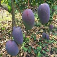 ราคา ต้นมะม่วงแดงจักรพรรดิ์ หรือ ยู่เหวิน มะม่วงไต้หวัน ทาบกิ่ง สูง 70-80 ซม (10618623734)