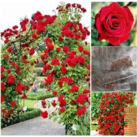 ราคา เมล็ดพันธุ์ กุหลาบเลื้อย กุหลาบ สีแดง 30 เมล็ด Red Rose Seed เมล็ดพันธุ์ (5894205901)