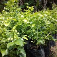 ราคา ต้นดอกแก้วหิมาลัยดอกหอม (7944543955)