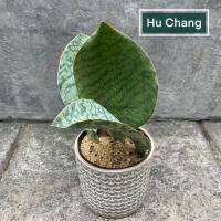 ราคา Sansevieria Hu Chang (หูช้าง) ต้นลิ้นมังกร (41167255999)