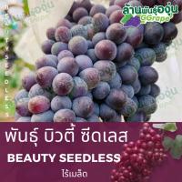 ราคา กิ่งพันธุ์องุ่น บิวตี้ ซีดเลส (Beauty Seedless) ไร้เมล็ด (8415401377)