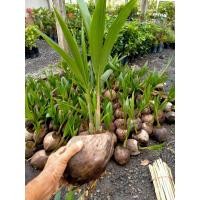 ราคา #ต้นมะพร้าวน้ำหอมพันธุ์เตี้ย มะพร้าวน้ำหอมบ้านแพ้ว (2493482278)