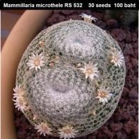 ราคา Mammillaria microthele RS 532 30 seeds 100 baht (878318863)
