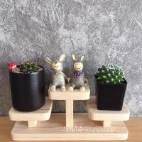 ราคา ชั้นไม้วางแคคตัส ชั้นวางโมเดล (1796116043)