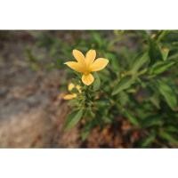 ราคา ต้นกล้า อังกาบหนู เขี้ยวแก้ว, เขี้ยวเนื้อ มันไก่ ต้นละ 29 บาท ไม้ประดับดอกสวย สุดยอดสมุนไพรไทย (26300360452)