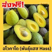 ราคา Avocado อโวคาโด =1กิโลกรัม= พันธุ์แฮส Hass แฮส อโวคาโด้แฮส อโวคาโด้ อโวคาโด อโวคาโด อโวคาโด้ อโวคาโด้ อโวคาโด (27937840302)