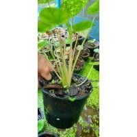 ราคา บอนสีไทยนิยมกระถาง 4 นิ้ว (12803721813)