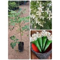 ราคา ต้นดอกปีบ หรือกาสะลอง (เพาะเมล็ด) สูง50-60ซม.ต้นพร้อมปลูก (43161949386)