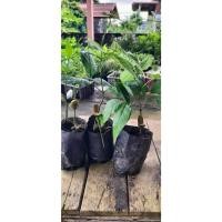 ราคา ต้นพันธุ์ กระท้อนปุยฝ้าย Santol ในถุงดำพร้อมปลูก 39บาท กระท้อน (28613421247)