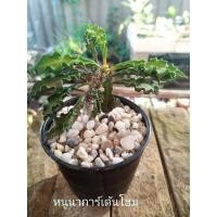 ราคา ยูโฟเบียไดโนเสาร์ พร้อมกระถาง (10557465509)