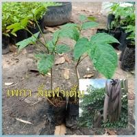 ราคา เพกา ลิ้นฟ้าเตี้ย ต้นกล้าเพกาเตี้ย ขนาด 25-35เซนติเมตร (15964024675)