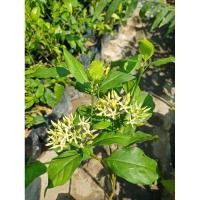 ราคา ต้นบุหงารำไปหรือต้นเข็มเขียวดอกหอมๆ สูง60-80ซ.ม (9715726011)