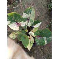 ราคา เศรษฐีพันล้าน บอนสีเศรษฐีพันล้านด่างสวยต้นแข็งแรง (44203147109)