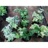 ราคา ต้นไอวี่ ตีนตุ๊กแกฝรั่ง ไม้ฟอกอากาศ (2640001497)