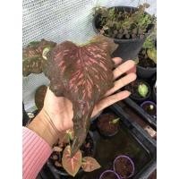 ราคา บอนมีชื่อ เลือกเลยจ้าสอบถามได้ ขอดูภาพก่อนได้จ้า (10579098674)