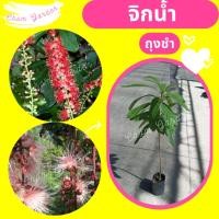 ราคา ต้นจิกน้ำ #จิกน้ำ สูง 40-60 cm⛔️ทักแชทก่อนการสั่งซื้อ (9613781843)