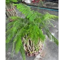 ราคา ต้นชะอม กิ่งชะอม กิ่งตอน ต้นสวย รากเต็ม พร้อมปลูก (ขายเป็นชุดมี 50กิ่ง) (41507603161)