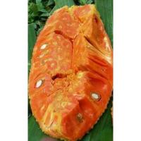 ราคา ขนุนแดงสุริยากิ่งทาบ1เมตรราคา250บาท/กิ่ง (23557988803)