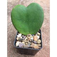 ราคา โฮย่า หัวใจทศกัณฐ์ แบบถอดกระถาง (6852150011)