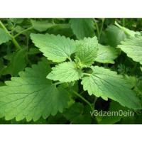 ราคา เมล็ด 1/4 Oz Catnip Seed, Heirloom Herb Seed, Bulk Seed,สมุนไพร,10,000กะรัต ข้าวโพด (23935341536)